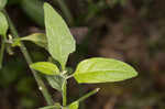 West Indian nightshade